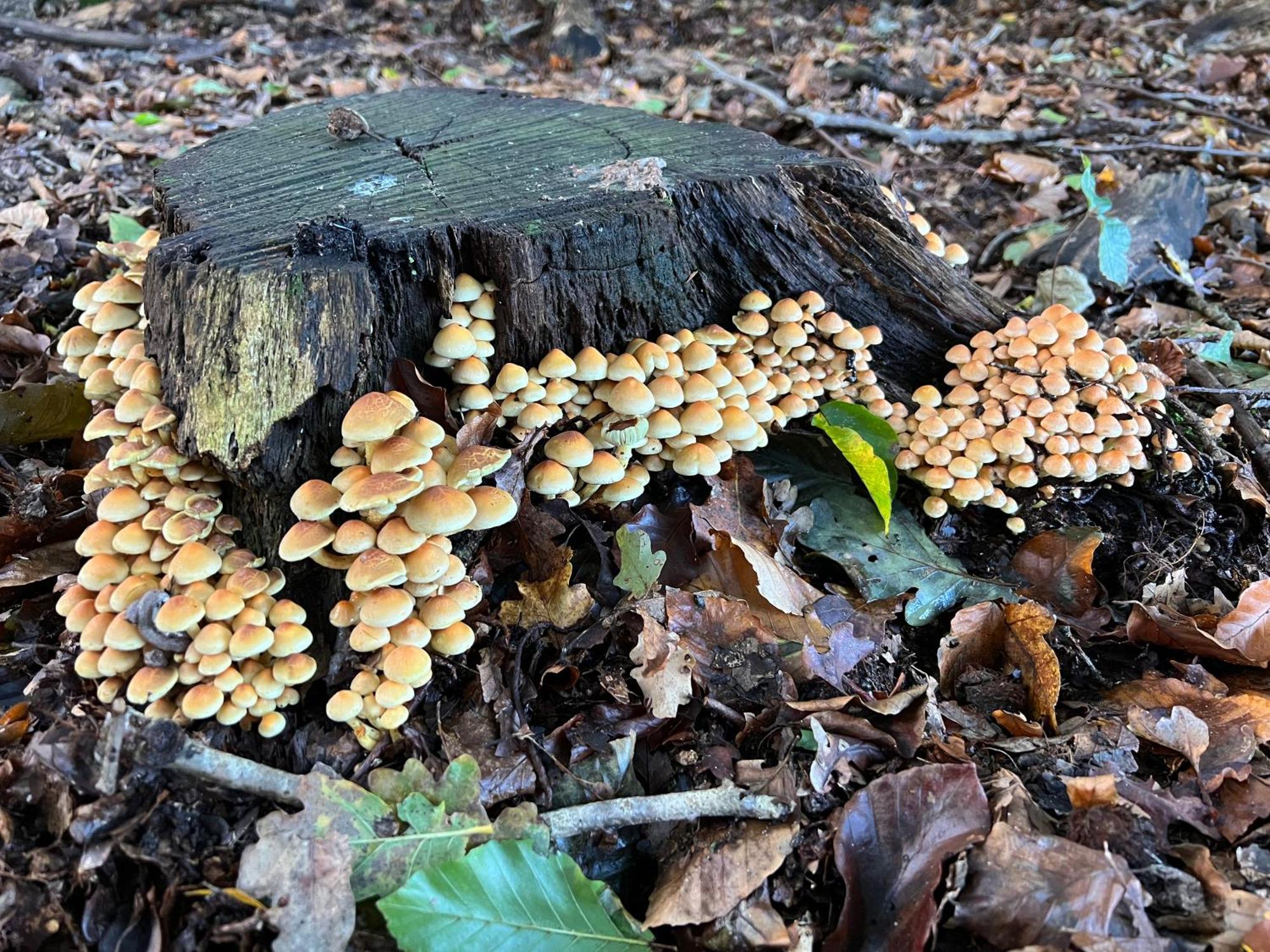 Veluwe Park Reewold Chalet Talisman Putten Eksteriør billede