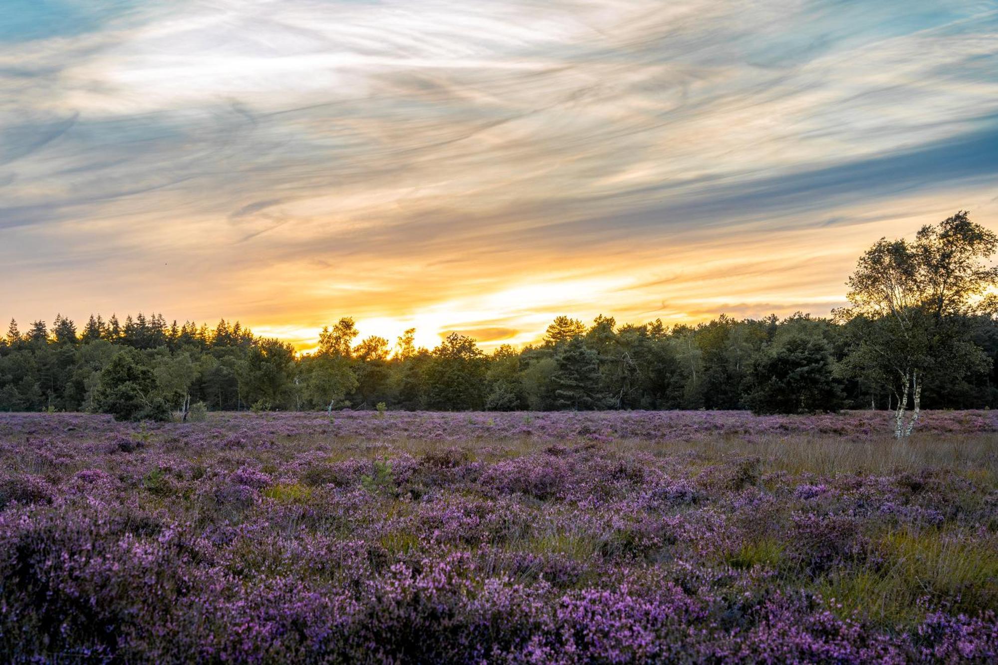 Veluwe Park Reewold Chalet Talisman Putten Eksteriør billede